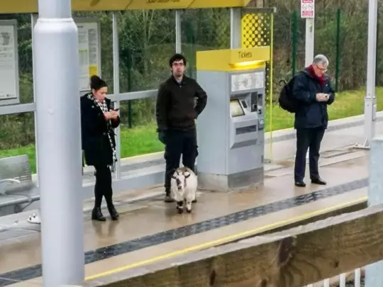 Commuters in Manchester didn't seem at all bothered by the goat at the tram stop.
