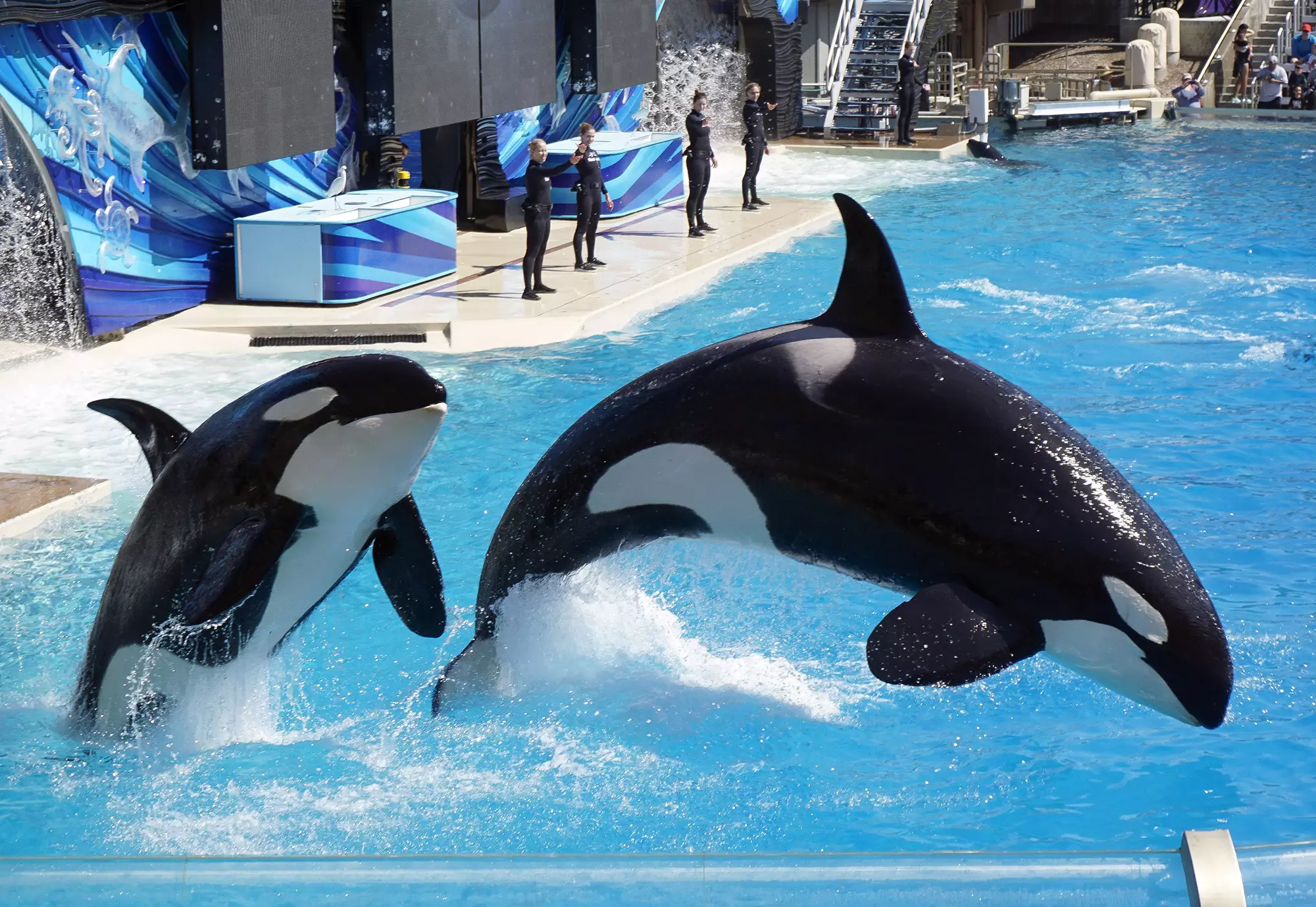 SeaWorld is to end it's captive orca breeding programme.