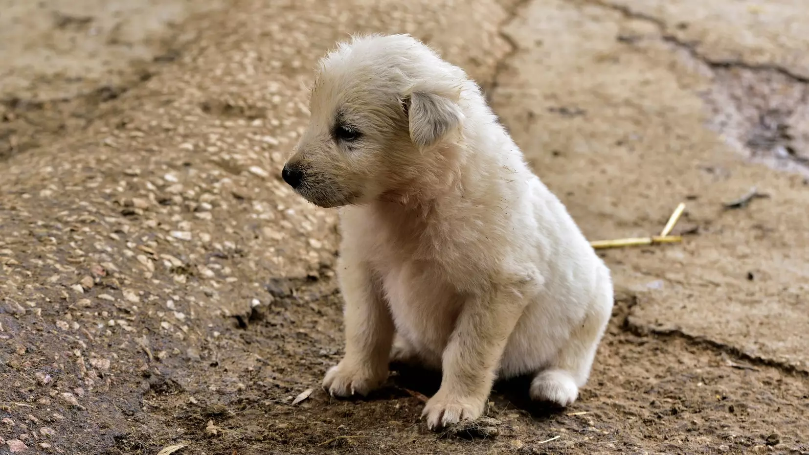 Western Australia Is Banning Puppy Farms And The Sale Of Puppies At Stores