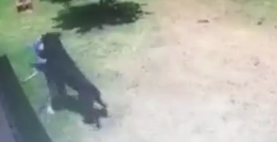 Horrifying Moment Rottweiler Attacks Three-Year-Old Boy