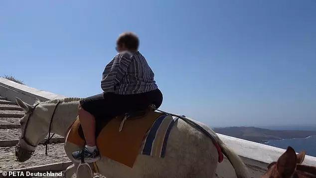 The Greek government recently banned any person heavier than 100kg (15 stone, 10 lbs) from riding donkeys