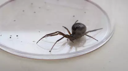 Man Nearly Loses Finger After Being Bitten By False Widow Spider