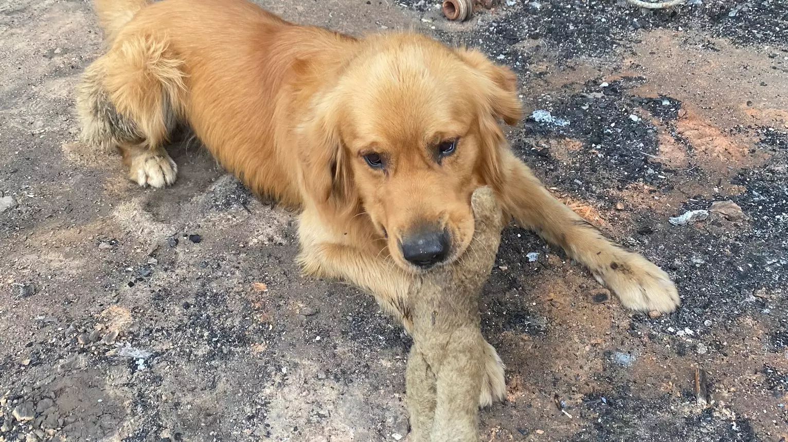 Dog Finds Beloved Toy After Returning To Bushfire Destroyed Home