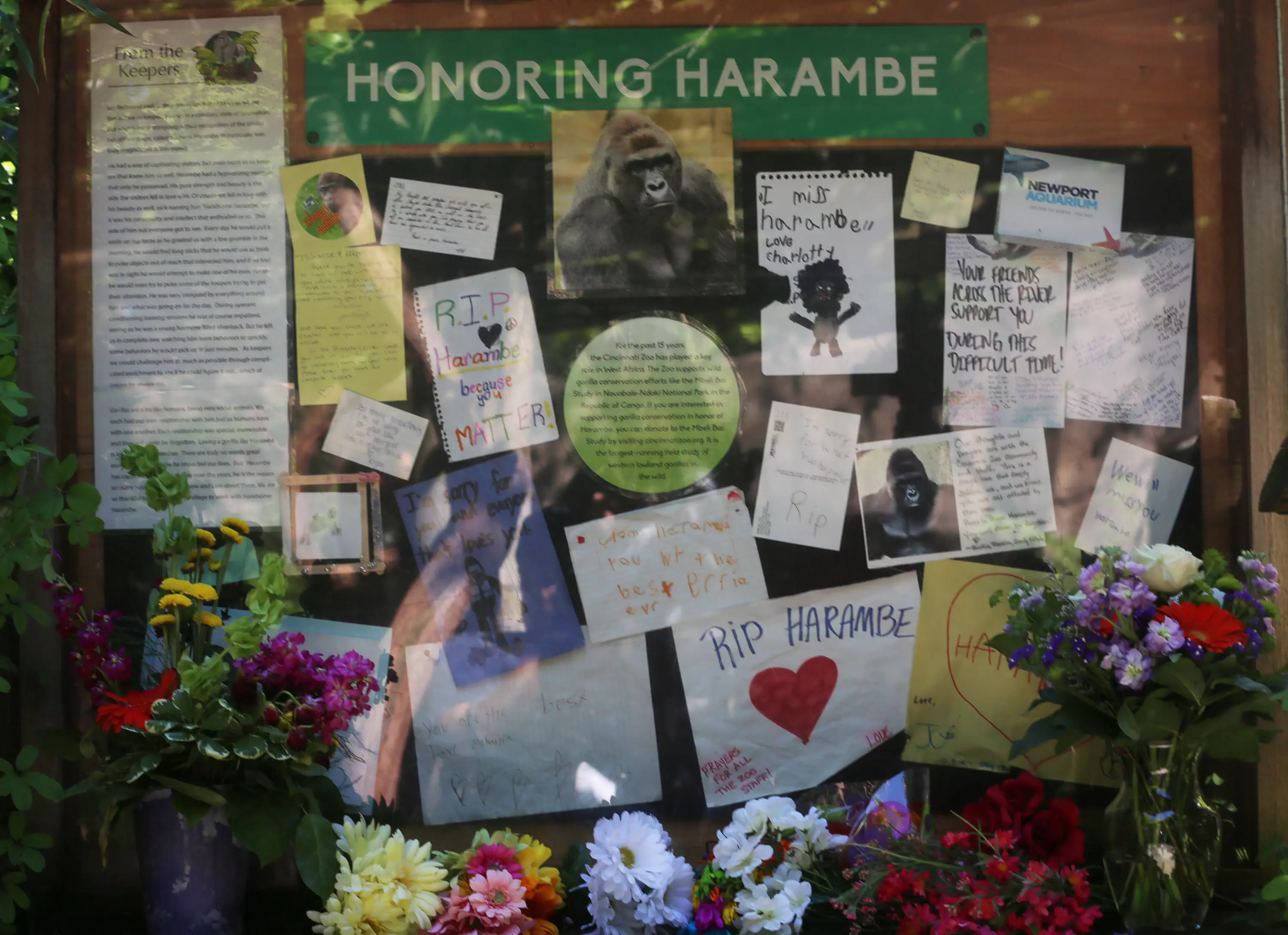 Tributes to Harambe left after the shooting.