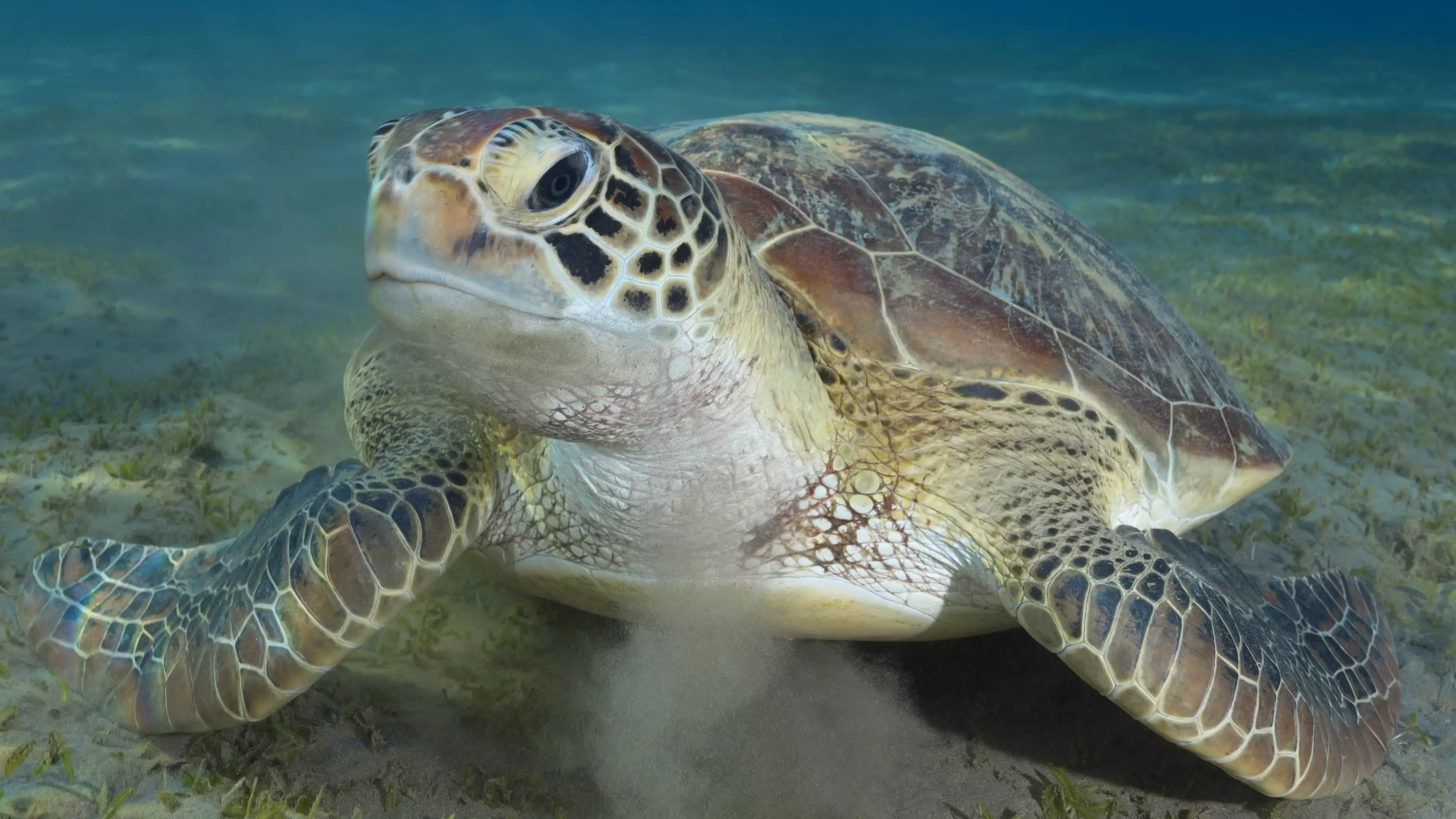 Vet Pulls 30cm-Long Plastic Bag Out Of Sea Turtle 