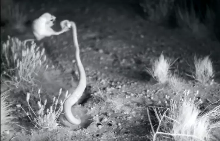 The so-called ninja rats make rattlesnakes look daft.