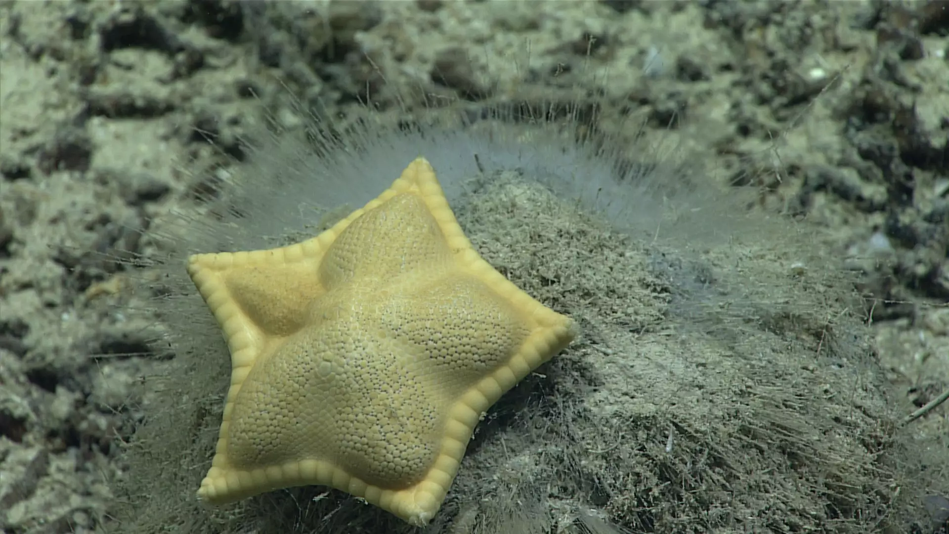 Scientists Photograph Starfish That Looks Just Like Ravioli 