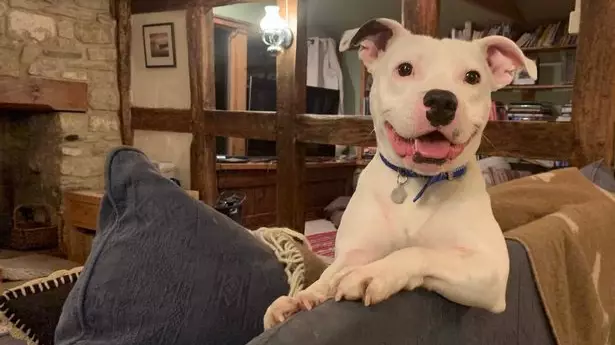 Dog Who Was Horrifically Abandoned By Cruel Owners Finds Happiness In New Home