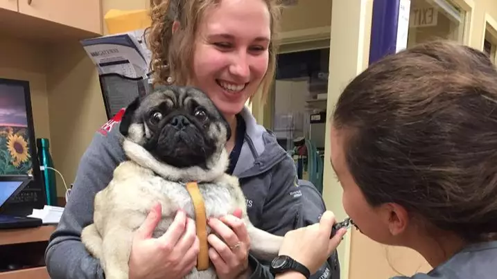 Picture Of Pug Getting Its Nails Clipped Gets The Photoshop Treatment