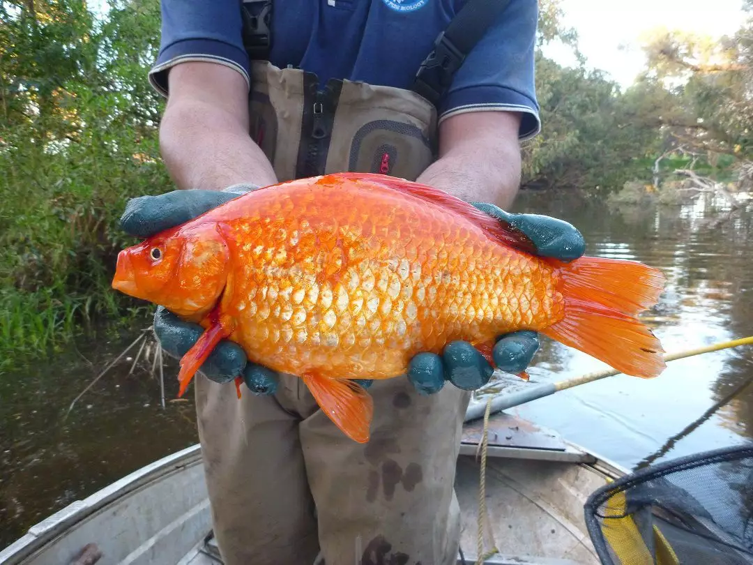 Australia Has A Problem With Massive Goldfish In the Wild 