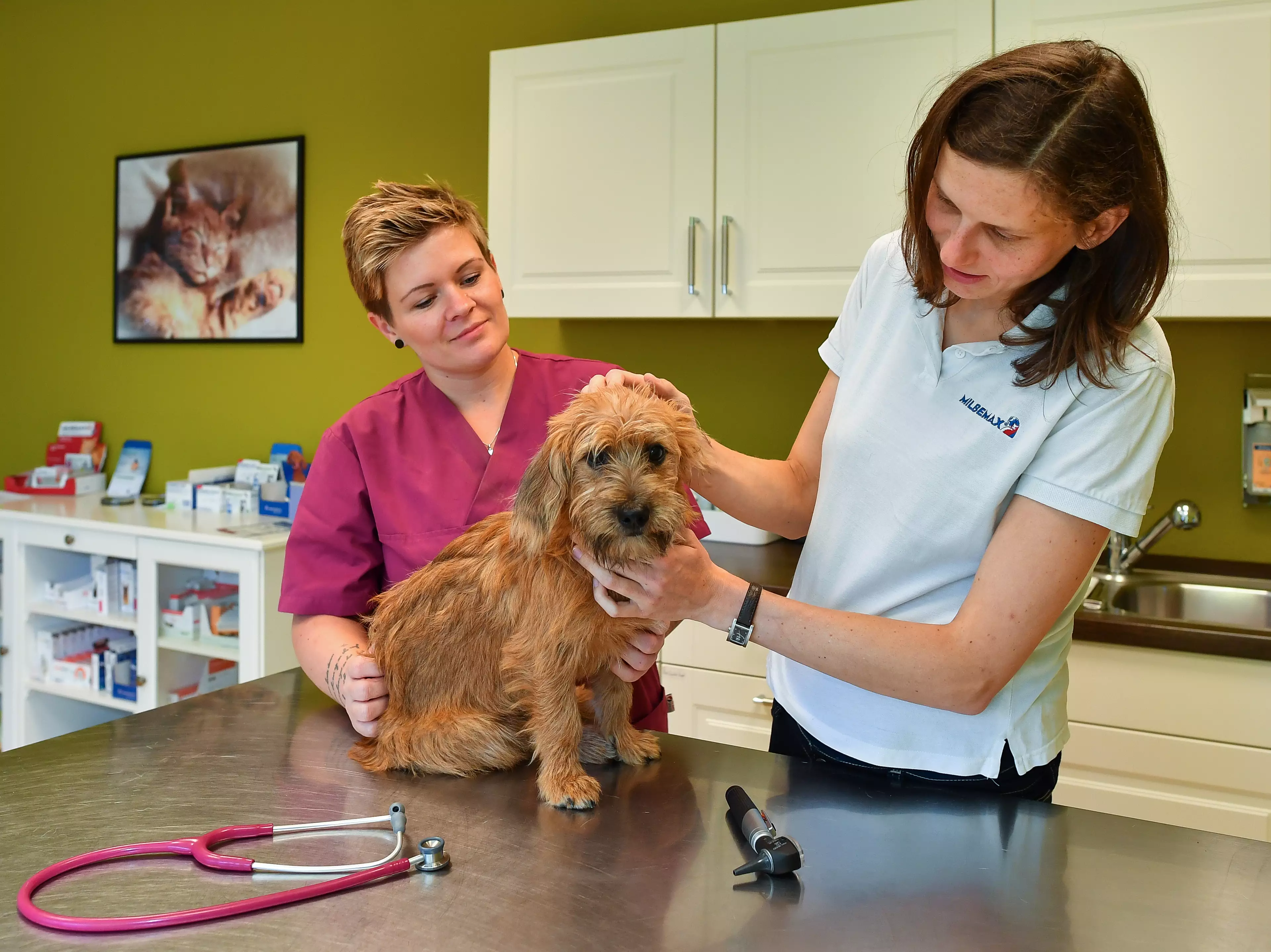 Your vet may be able to help your pet with therapy or medication (