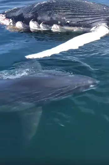 The shark also swam alongside a dead humpback whale.