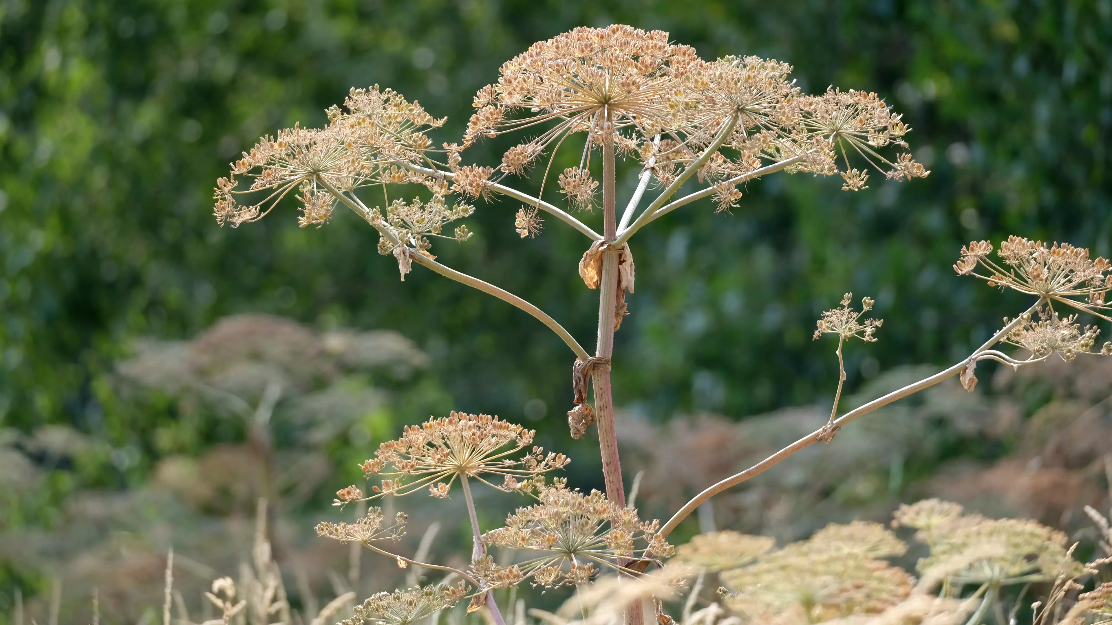 Five-Year-Old Girl Left With Severe Blisters After Brush With Giant Hogweed