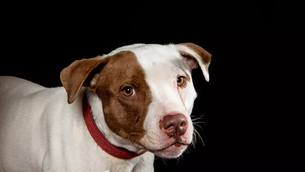 This Sweet Dog Is So Shy It’s Stopping Her Finding A New Home