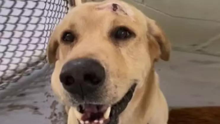 Florida Woman Arrested After Shooting Dog In Head With Crossbow