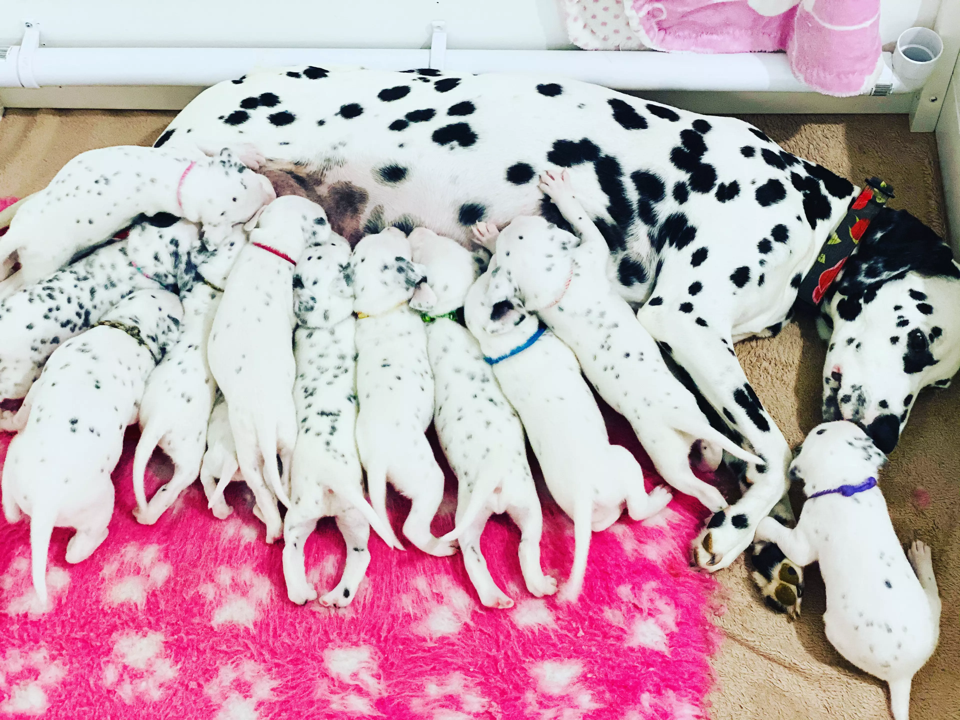 The mum gave birth to 12 pups in total (