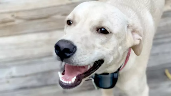 Hilarious Moment A Clever Doggo Rings Doorbell After Getting Locked Out Of His House