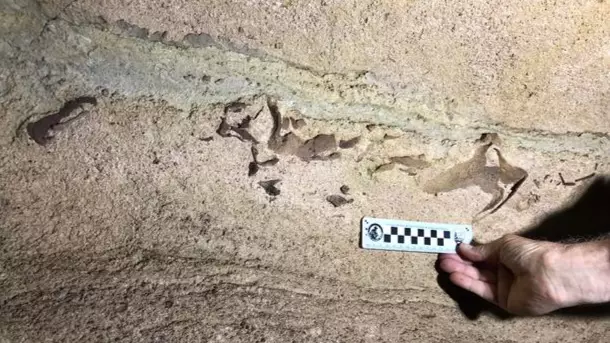 Huge 330 Million-Year-Old Shark Jaw Found In Cave 