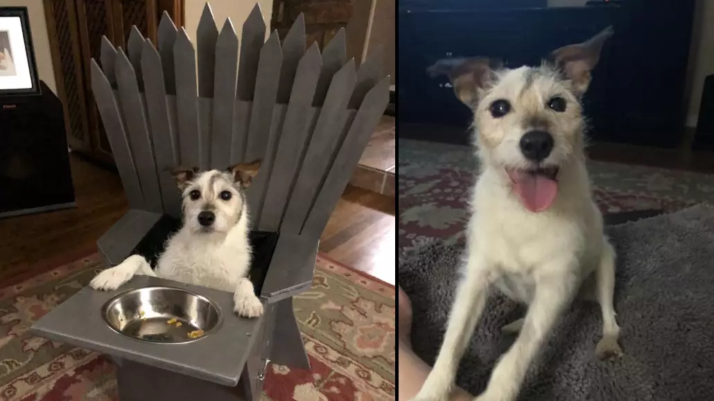 Owner Creates 'Game Of Thrones' Iron Throne For Poorly Pooch 