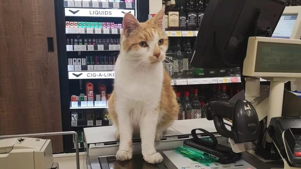 Customers Say They'll 'Boycott' Tesco After Staff Ban Pumpkin The Friendly Neighbourhood Cat