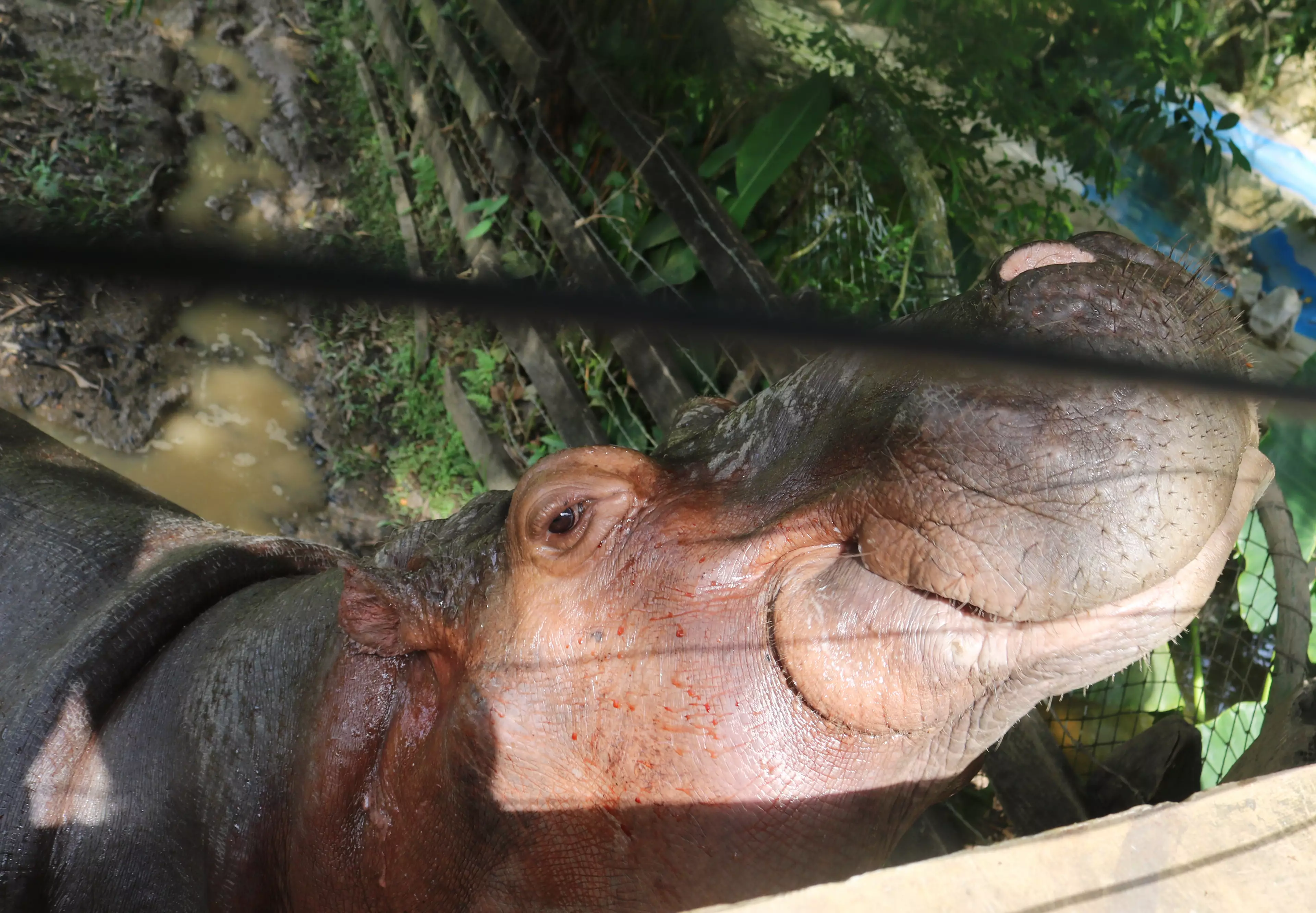 A hippo called Vanessa at the Hacienda Napoles theme park, once the private zoo of drug kingpin Pablo Escobar.