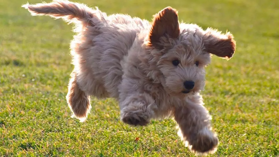 Labradoodle Bounding Through The Air Gets The Photoshop Battle It Deserves