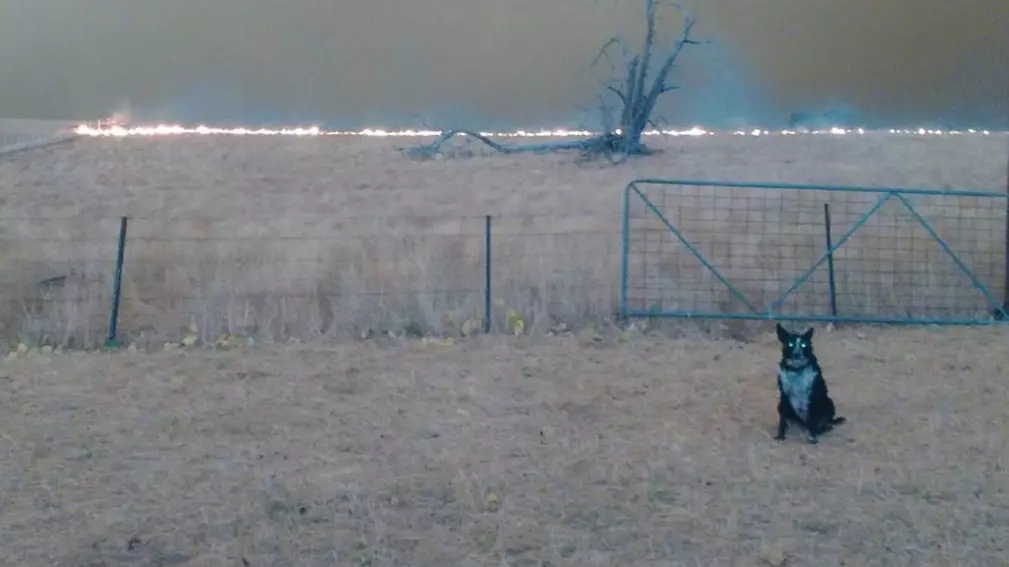 Patsy The Dog Saves 900 Sheep From Being Killed In Massive Bushfire