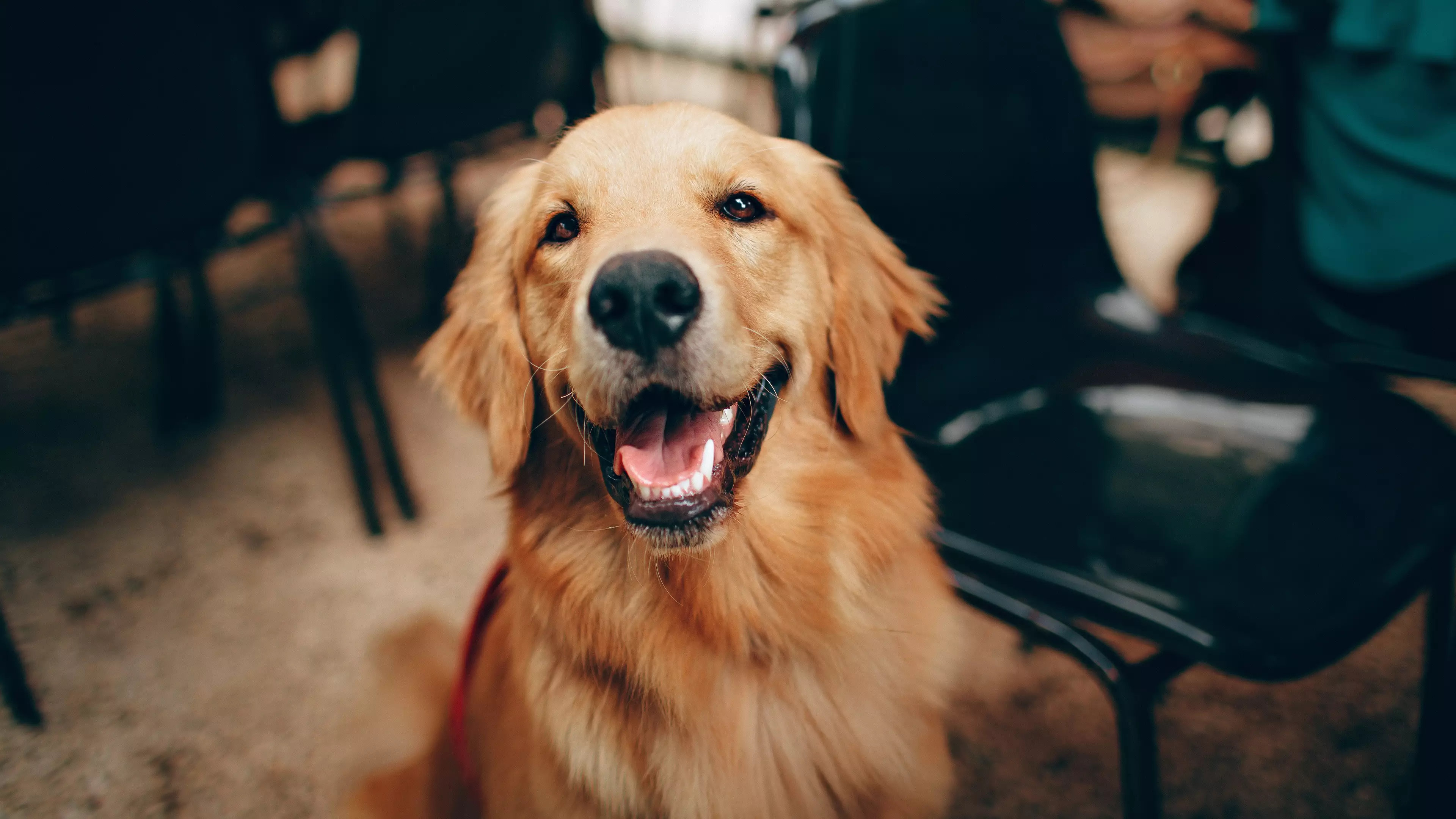 Golden Retrievers Are Officially The Most Popular Dogs
