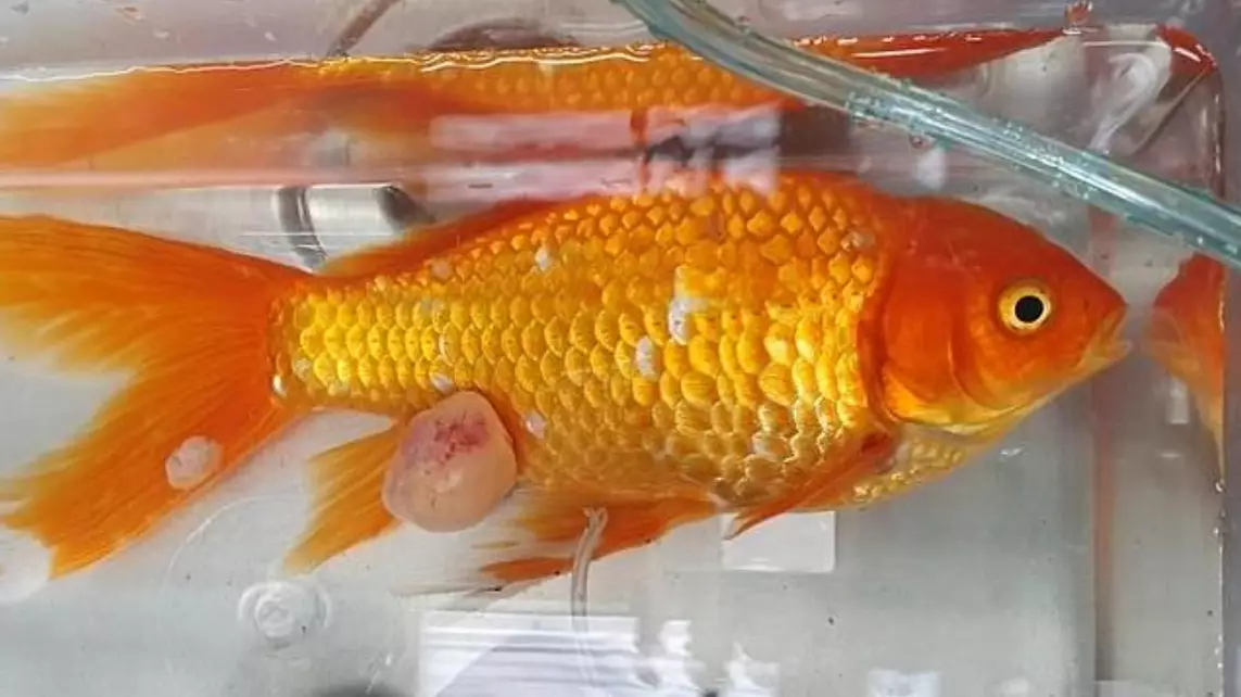Aussie Man Spends $300 On Surgery For Beloved Pet Fish