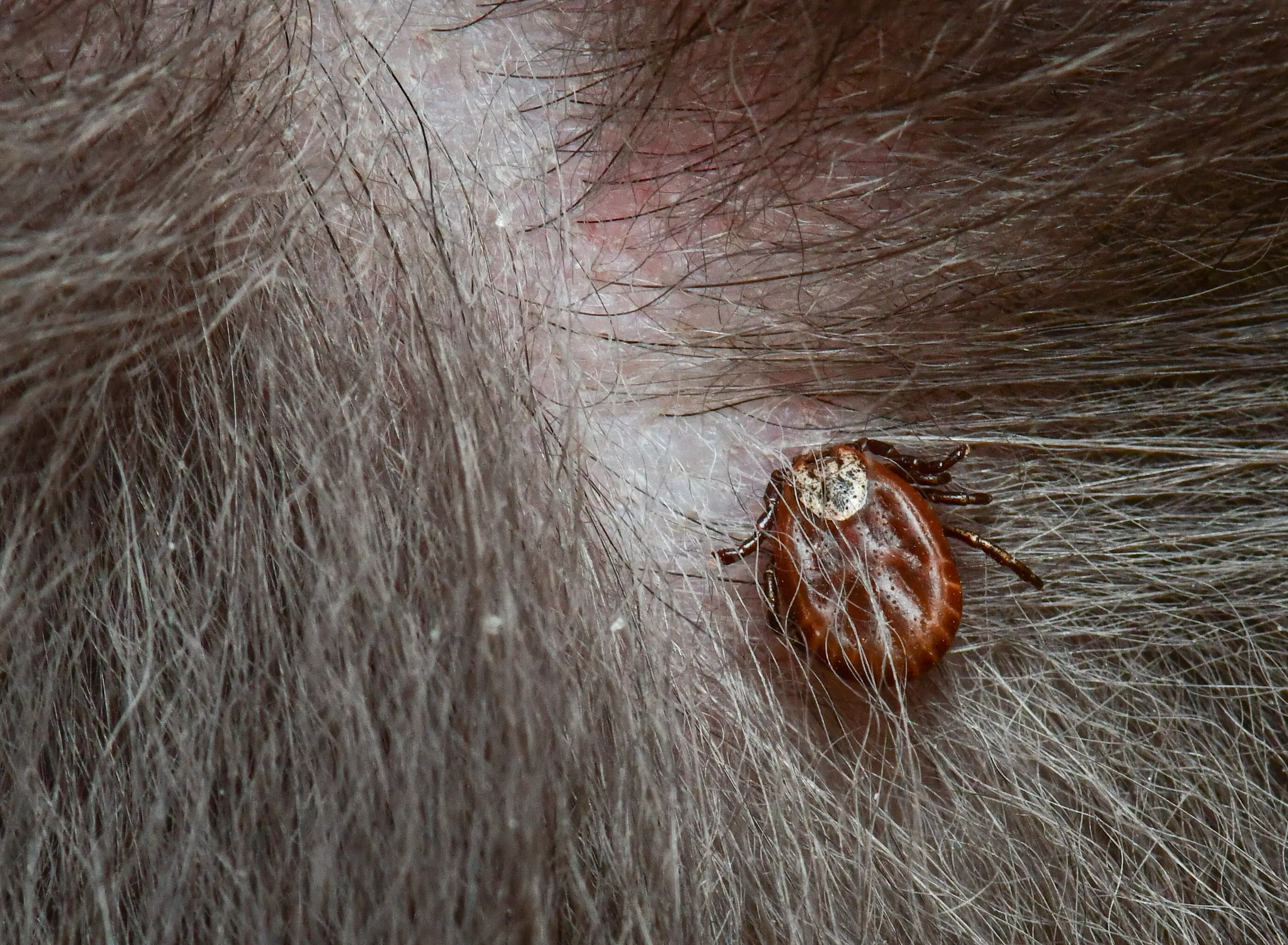 The disease is caused by tick bites.