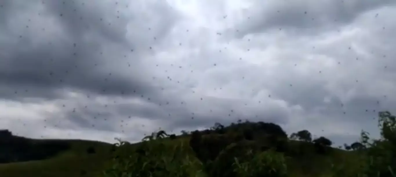 The spiders suspended in the sky in Brazil.