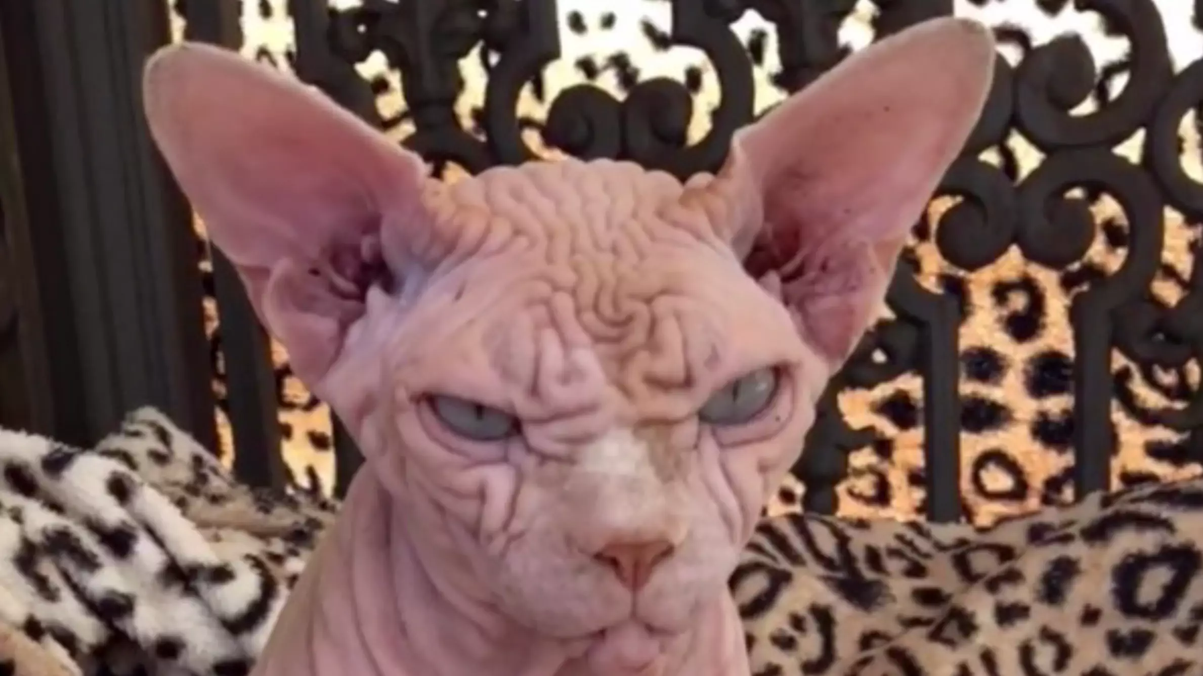 Owner Of 'Scary' Wrinkled Cat Insists He's Lovely 