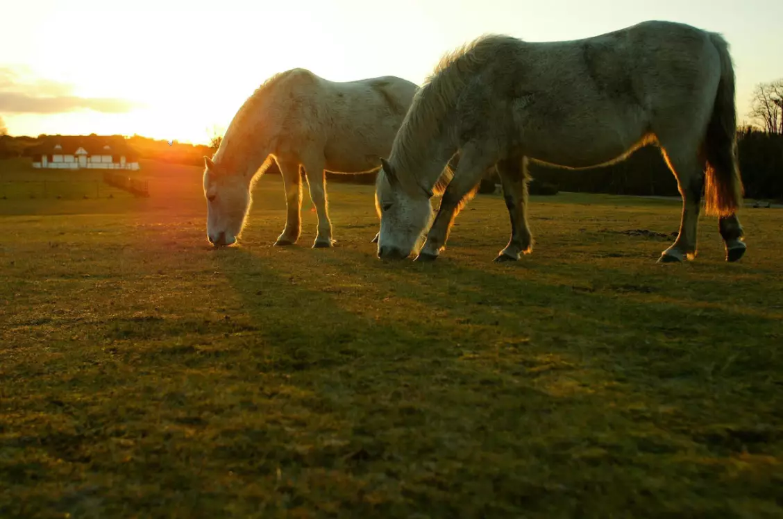 New Forest ponies are world-famous.