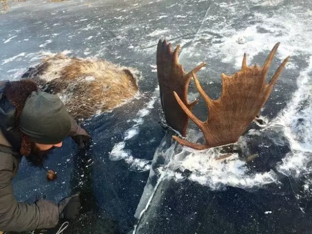 Two Fighting Moose Frozen In Ice Outline Devastating Yet Amazing Reality Of Nature