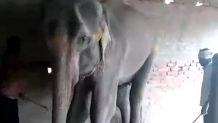 ​Heartbreaking Footage Shows Final Hours Of Elephant Living In Captivity