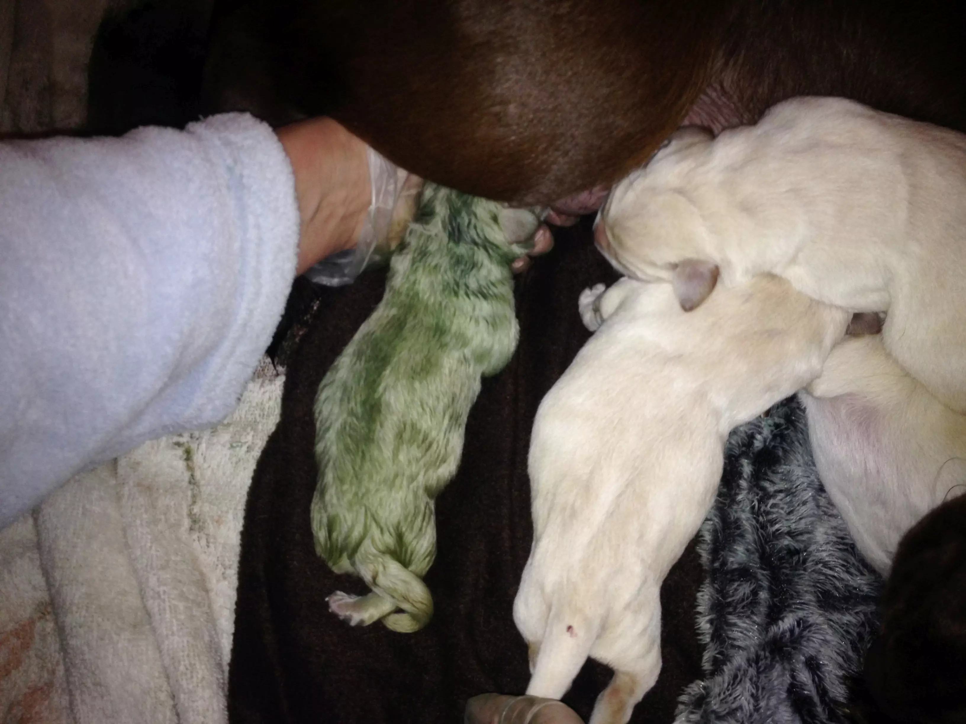 Owners Shocked As Labrador Gives Birth To Green Puppy