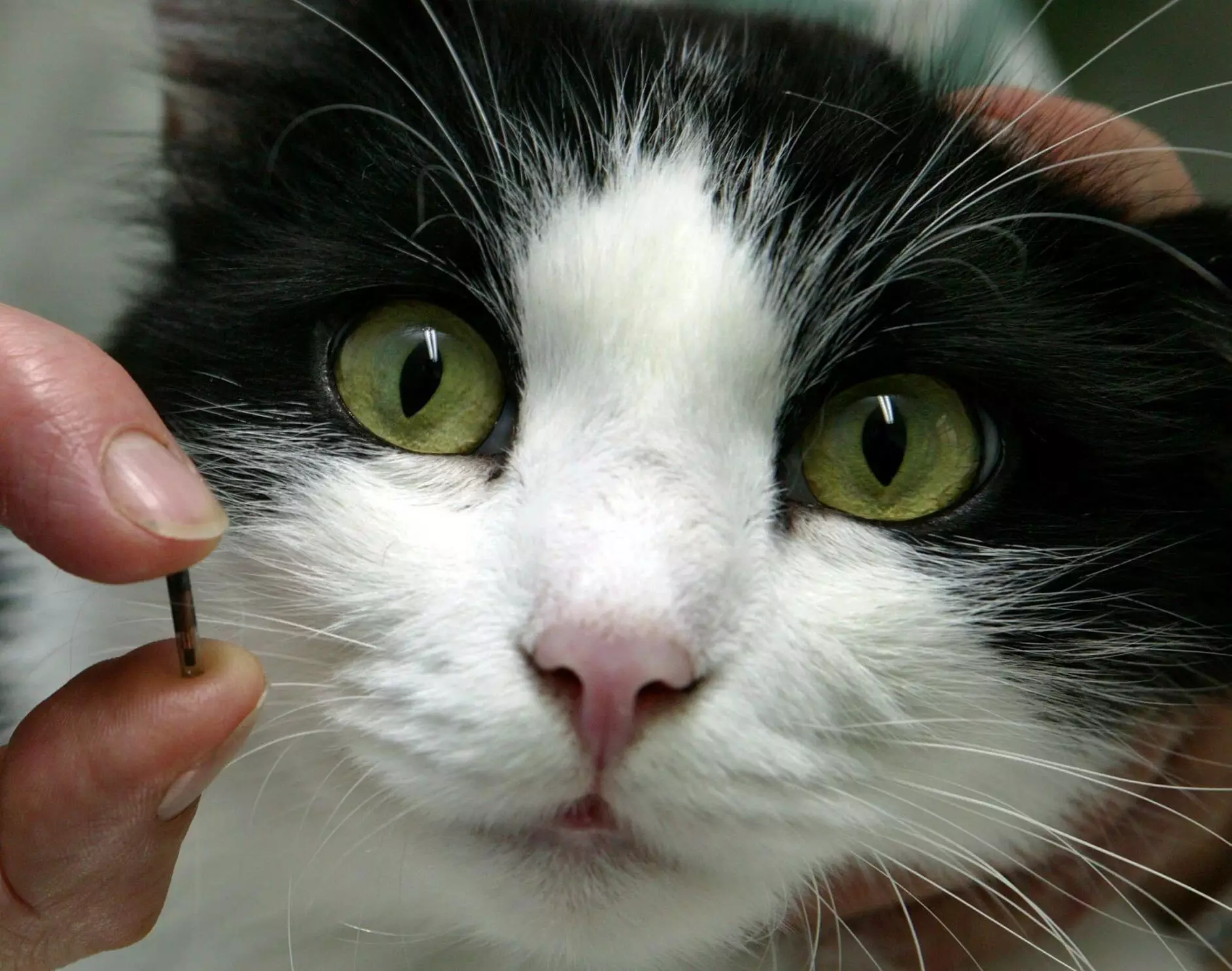 An adorable cat posing alongside a teeny microchip.