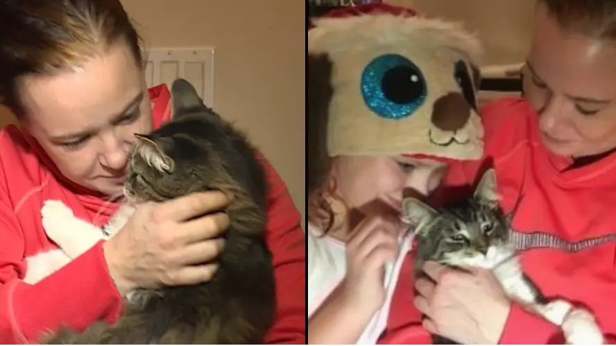 Cat Reunited With Family After Being Posted 1500 Miles Around Canada