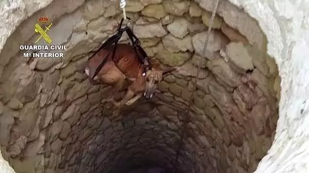 A greyhound being rescued from a well.