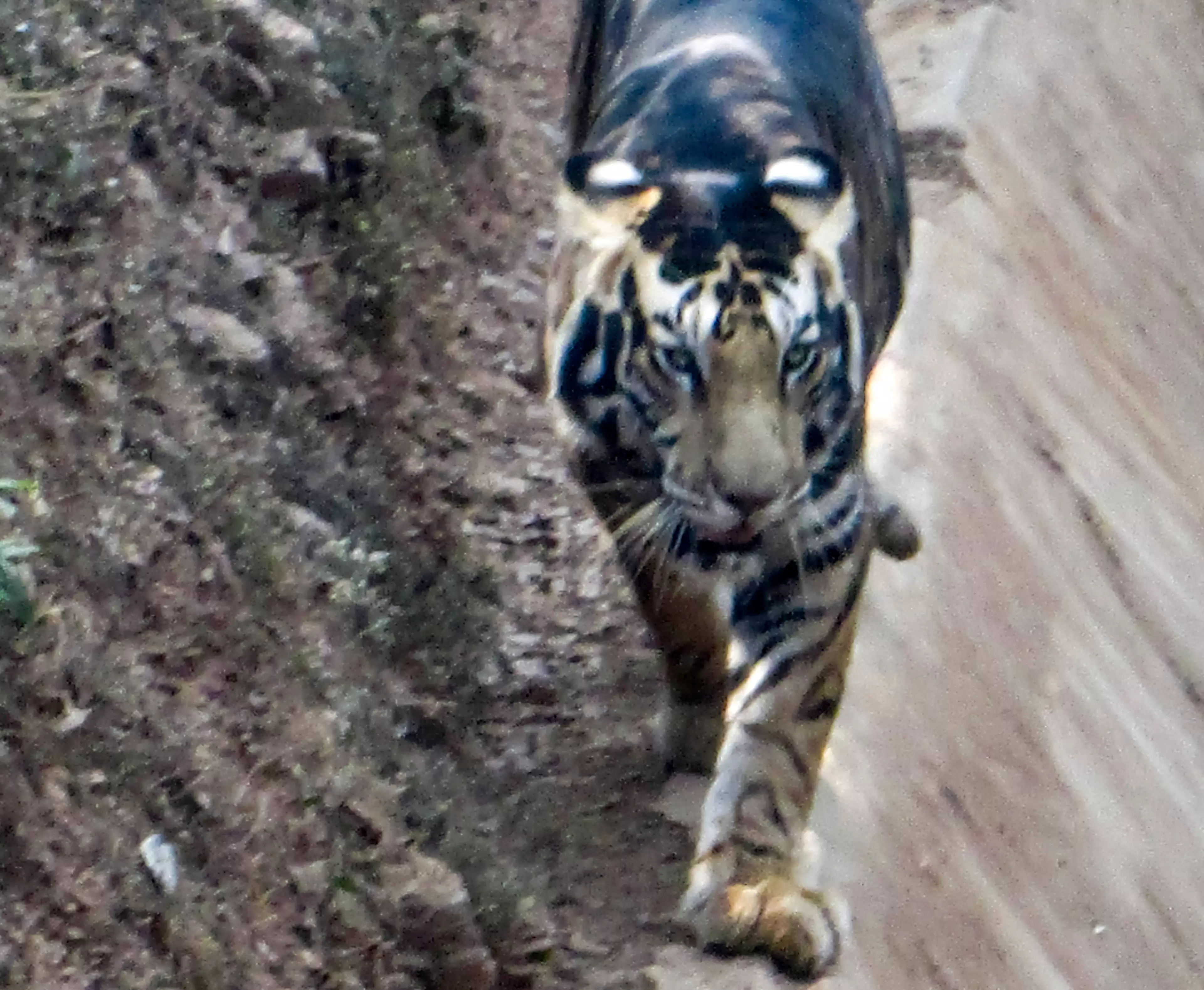 Amateur Photographer Captures Incredibly Rare 'Black' Tiger In India