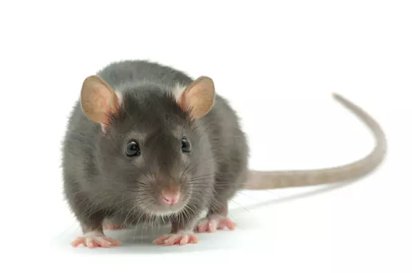 Council Tells People To Be Aware Of Arse Biting Rats Whilst Having A Poo