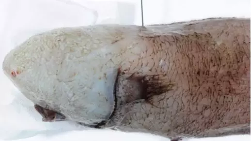 This Faceless Fish Found Off The Coast Of Australia Will Haunt You