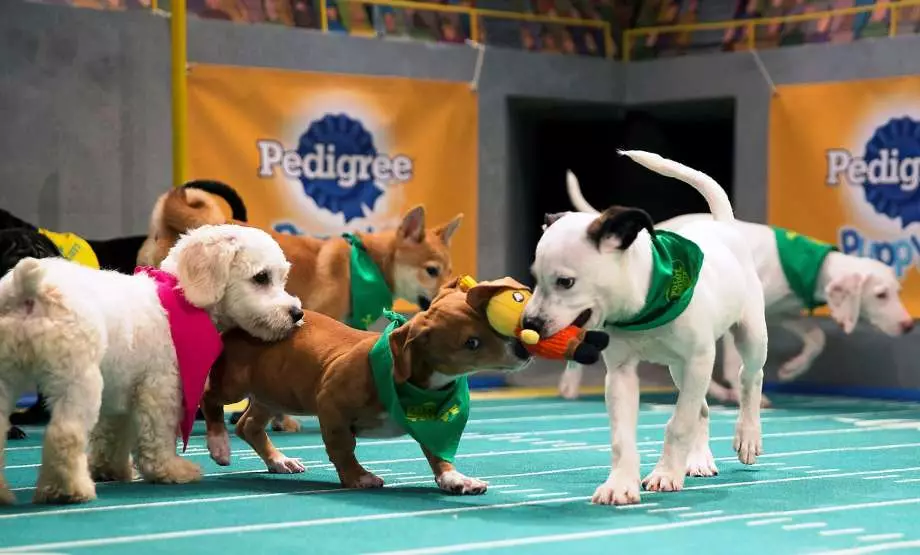 Pups compete to win the Most Valuable Puppy award. (