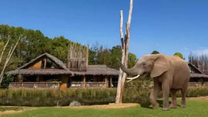 West Midlands Safari Park: UK Safari Lodges Where You Can Watch Elephants From Your Room Open For Bookings