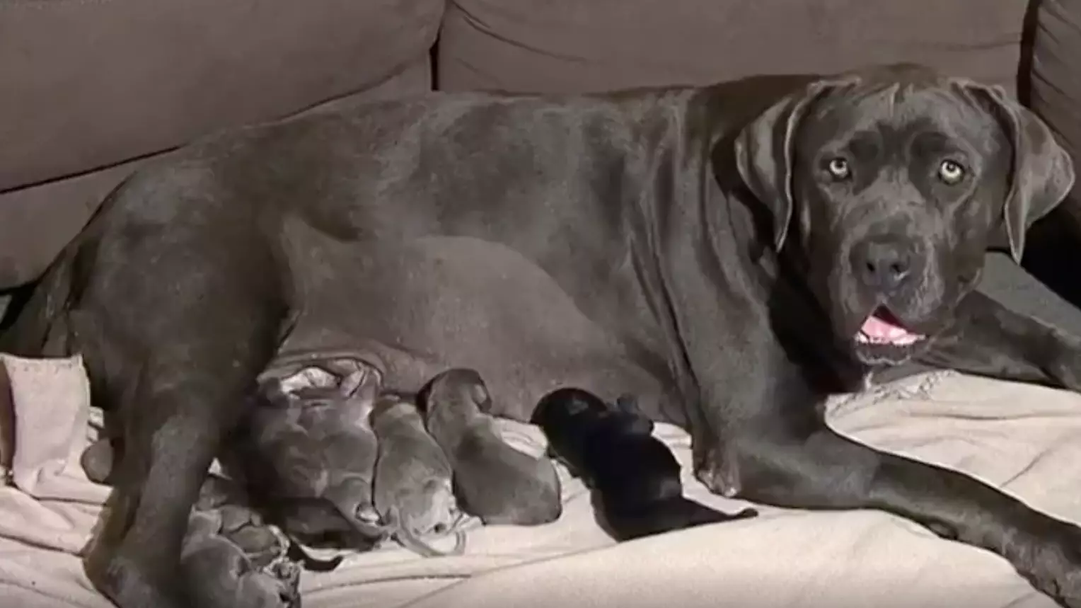 Queensland Dog Breaks Australian Record After Giving Birth To 21 Puppies