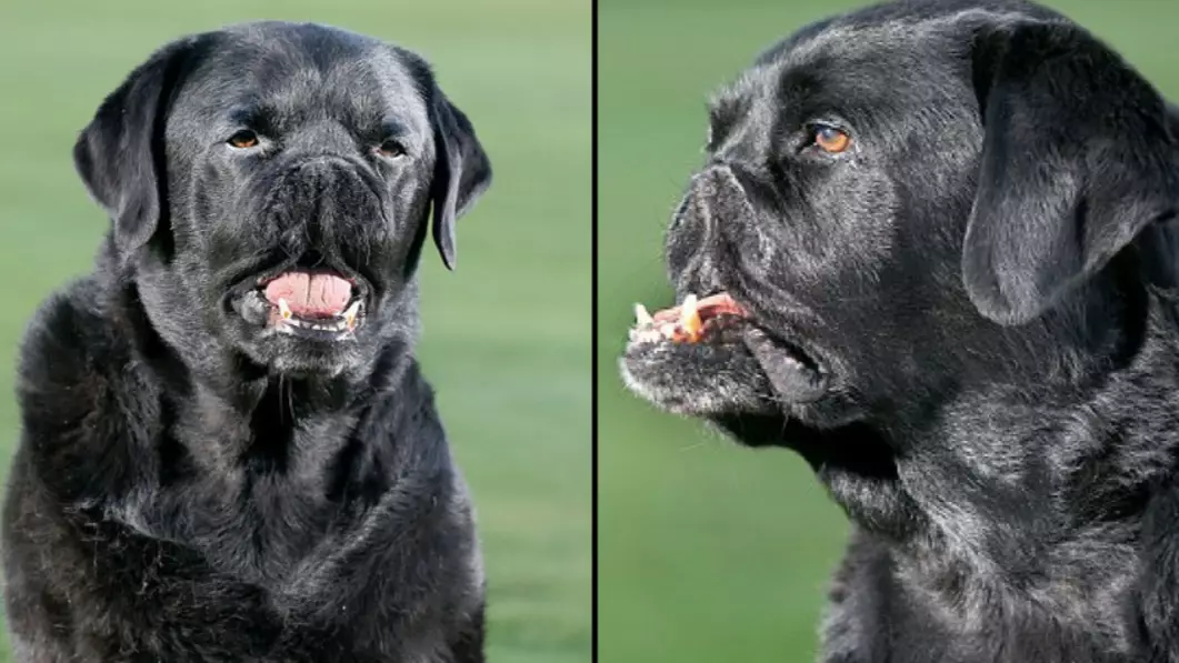 Labrador Gets Mistaken For Giant Pug After Life-Saving Surgery 