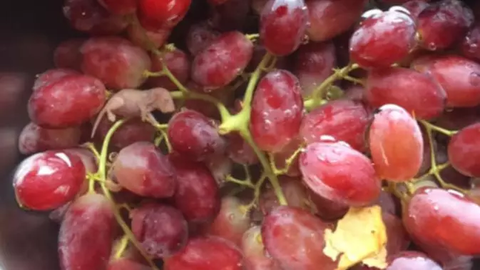 Shopper Finds 'Mouse Foetus' Inside Grapes Bought At Woolworths