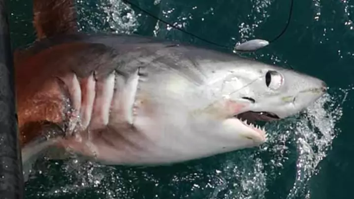 Gigantic 21-Stone Shark Caught By Fisherman Off The Coast Of Britain