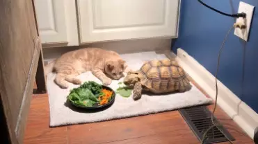 The Unlikely Friendship Between A Cat And A Tortoise Has Made The World Fall In Love