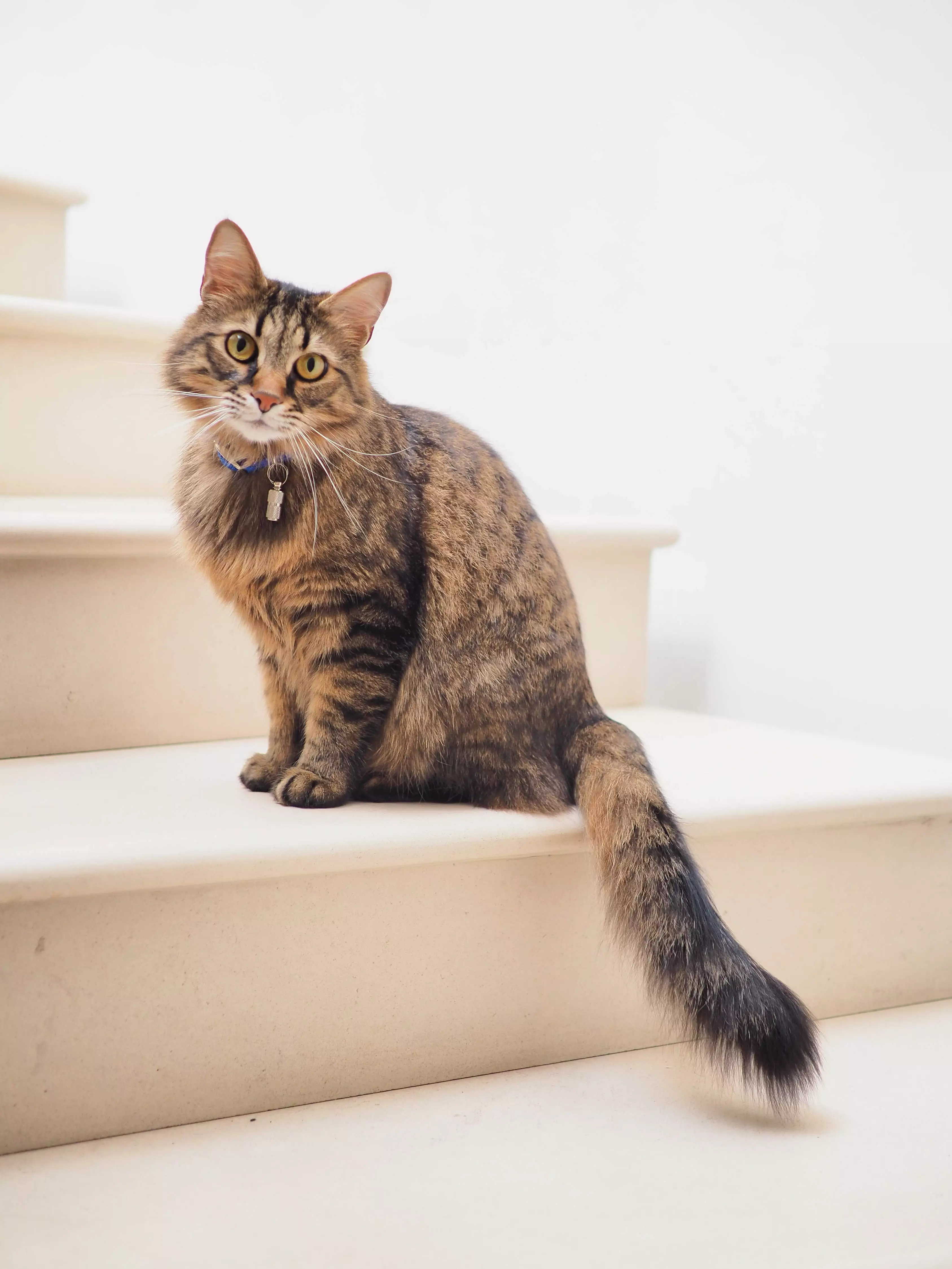 Your pet cat might be allowed to move properties with you (